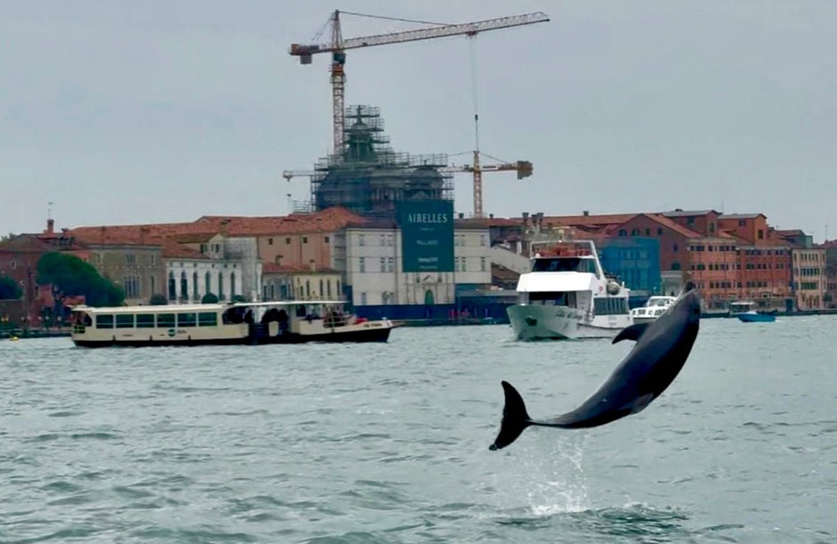 A bottlenose dolphin nicknamed "Mimmo" leaps out the water with an acrobatic flip in St. Mark's Basin, in Venice, Monday Oct. 20, 2025. (Venice Luxury Boat di Penzo Gianluca Via AP)