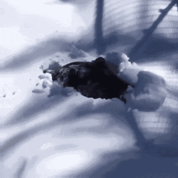 Animiertes GIF