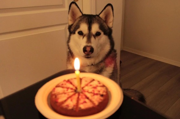 cute news tier hund

https://www.reddit.com/r/aww/comments/1kkxdez/happy_birthday_to_the_goodest_boy_he_just_turned_3/