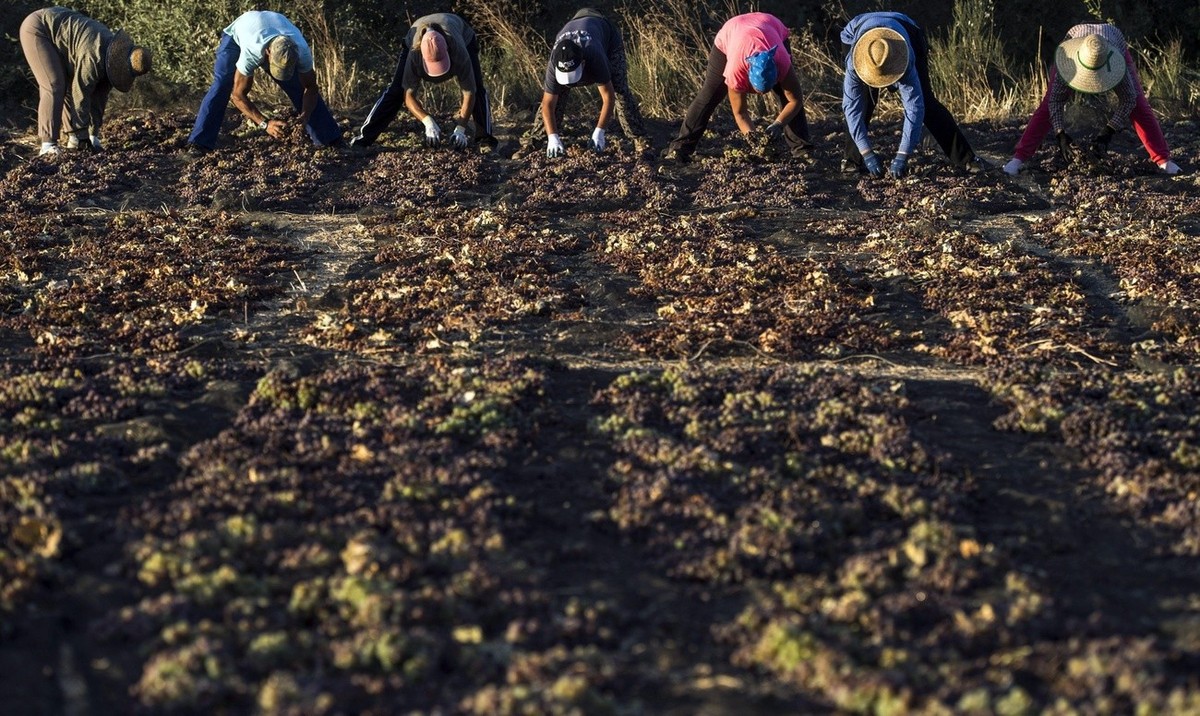 epa04363476 Women spread Pedro Ximenez grapes for drying at Cordoba, Spain, 22 August 2014. Drying the grapes is the hardest part in the process of making sherry from Spanish wine grape Pedro Ximenez. ...