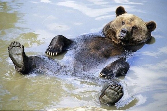cute news tier bär

https://ch.pinterest.com/pin/463800461595779870/