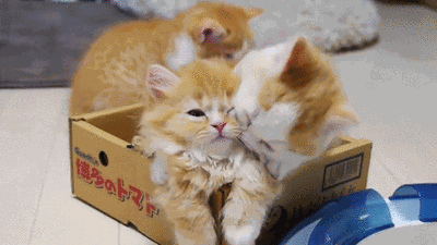Котята гифы