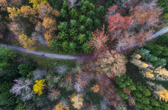 Zwei Personen gehen entlang eines Waldweges durch einen herbstlich verfaerbten Wald, aufgenommen mit einer Drohne am Sonntag, 27. November 2022 in Zuerich. (KEYSTONE/Michael Buholzer)