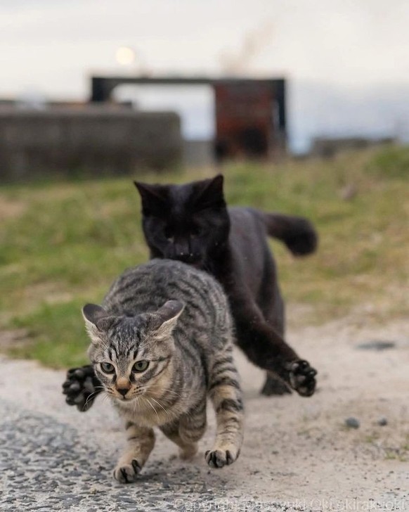 cute news tier katzen

https://ch.pinterest.com/pin/1121888957198803909/