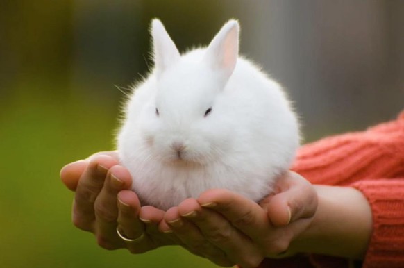Cute News