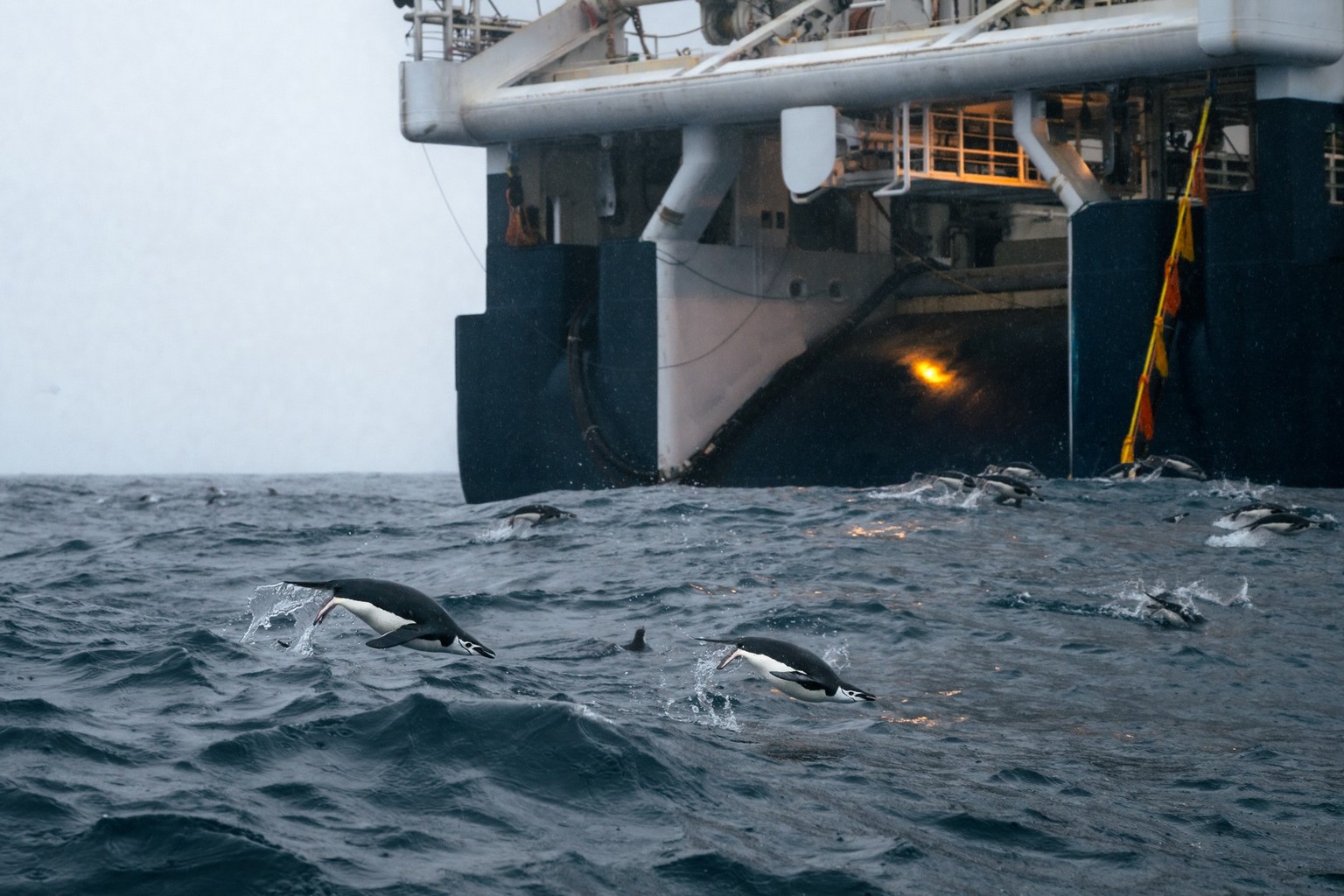 Krill fishing boat Shen lan lian yun gang and wildlife penguins