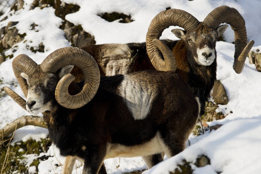 Mufflon Boecke zeigen sich am Freitag, 10. Februar 2012 im Tierpark Goldau bei Minustemperaturen im Gehege. (KEYSTONE/Sigi Tischler)