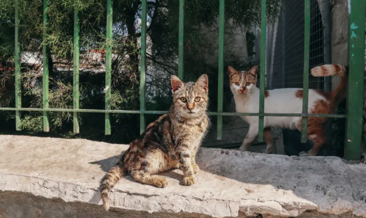 Chypre: Une variante du Covid-19, tue des milliers de chats