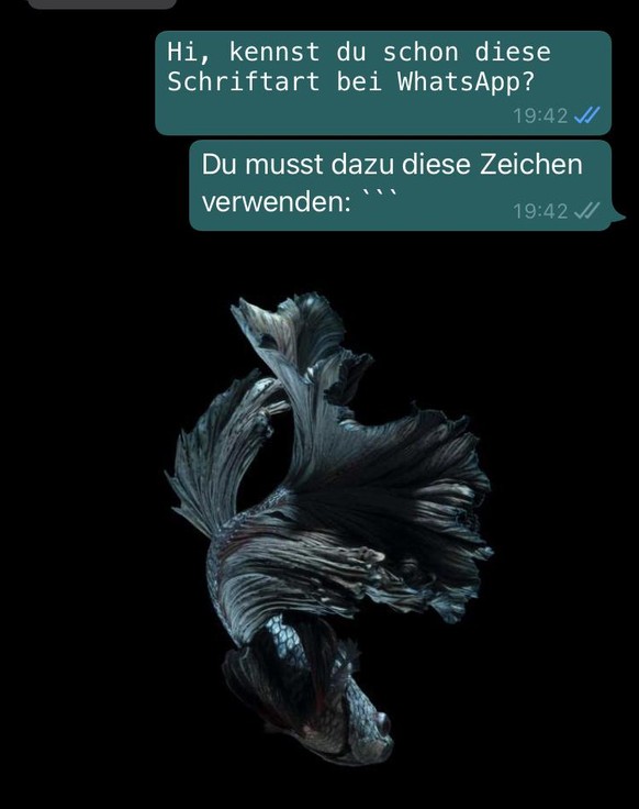 Viola: Schreibmaschineneffekt bei WhatsApp.