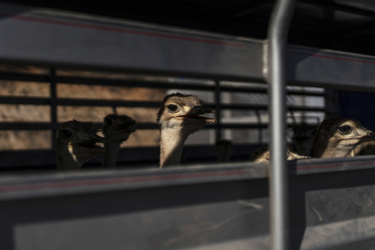 Emus from the Ostok Sanctuary sit in a truck while getting transported to Mazatlan, Sinaloa state, from the refuge in the outskirts of Culiacan, Sinaloa state, Mexico, Tuesday, May 20, 2025. (AP Photo ...