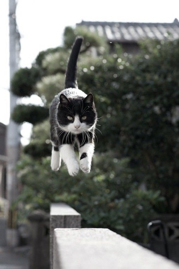 Katze schwebt