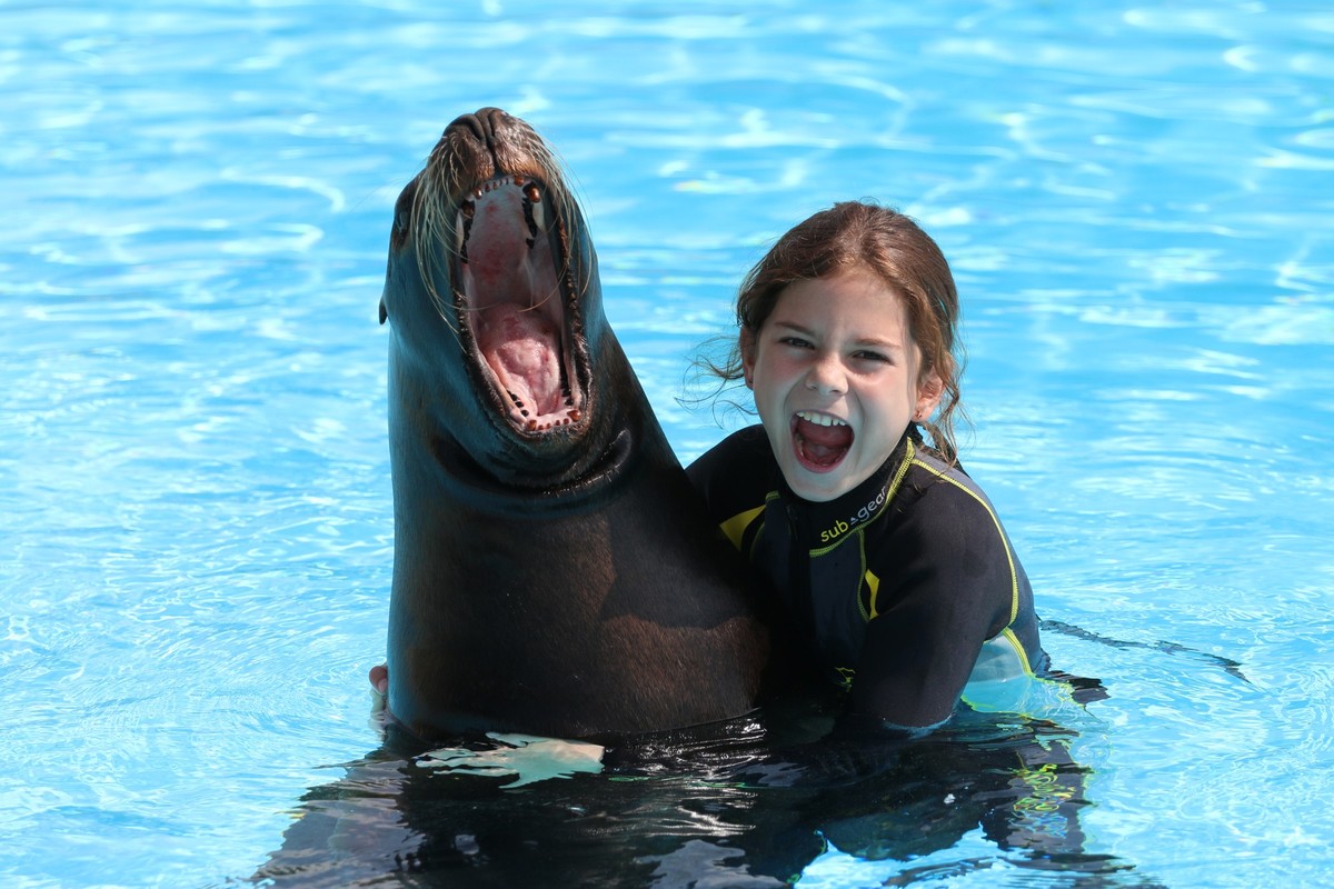 Les fans d'otaries peuvent se baigner avec ces mammifères marins enjoués.