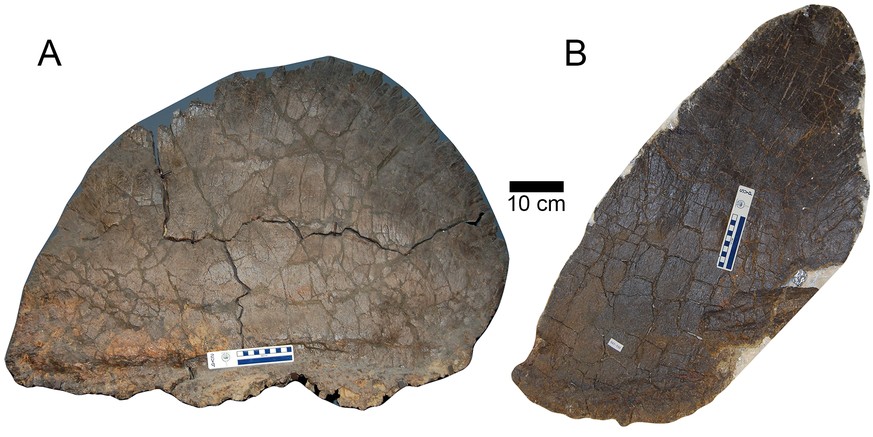 Die grösste breite Rückenplatte im Vergleich mit der grössten schmalen Platte.