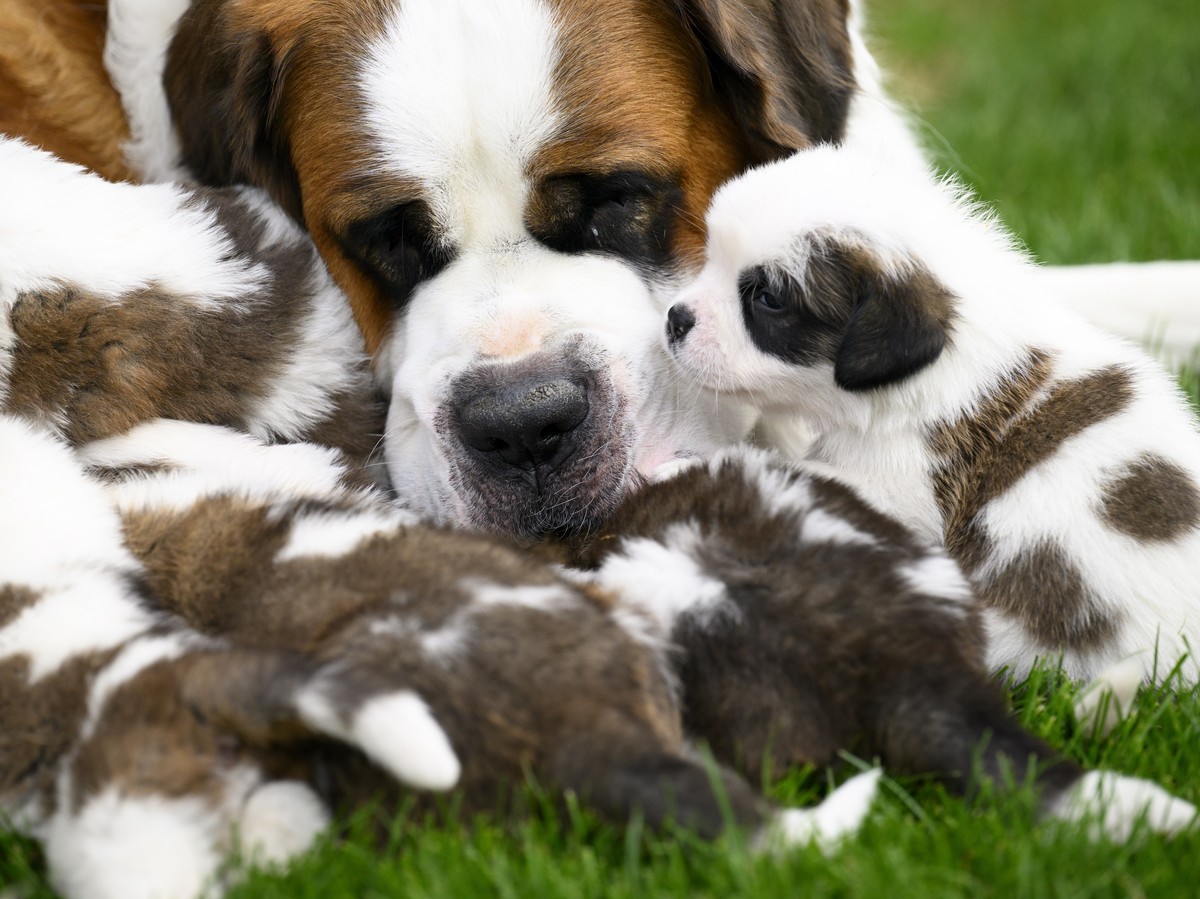 epa10146892 Seven one month old puppies Sant-Bernard feed from their mother "Edene" at the Barry Foundation's kennel, in Martigny, Switzerland, 30 August 2022. The Saint Bernard dog &qu ...