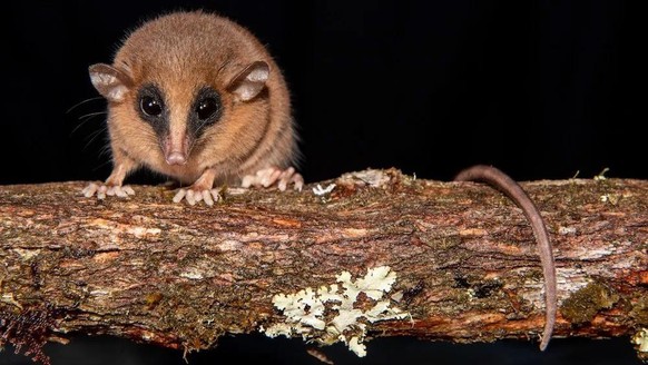 Marmosa chachapoya

https://www.reddit.com/r/AIDKE/comments/1nqt14a/new_species_of_marsupial_marmosa_chachapoya/