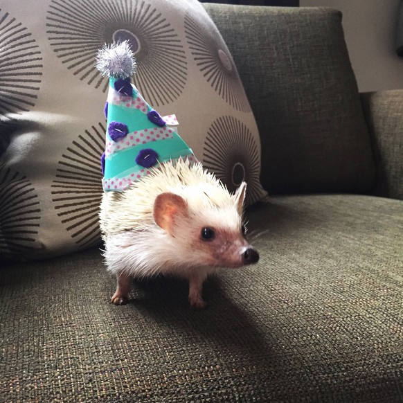 Igel hat Geburtstag.

http://imgur.com/gallery/9fTvo