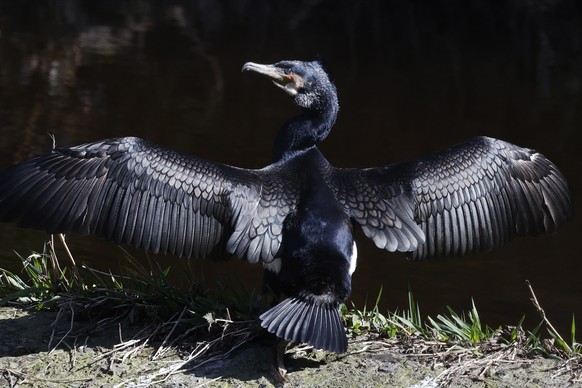 A cormorant opens its wings on the Dodder River at Clonskeagh in Dublin, Ireland Friday March 22, 2024. (Nick Bradshaw/PA via AP)