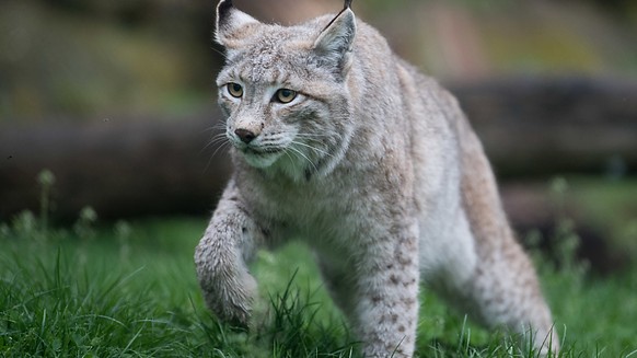 It is believed that a lynx killed eleven sheep at Niesen in the Bernese Oberland.  (subject image)