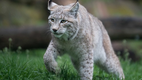 Mutmasslich ein Luchs hat am Niesen im Berner Oberland elf Schafe gerissen. (Themenbild)