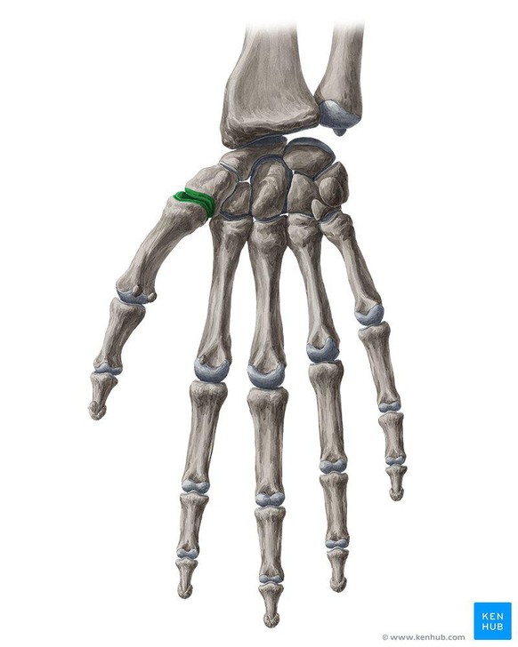 Daumensattelgelenk
https://www.kenhub.com/en/library/anatomy/trapeziometacarpal-joint