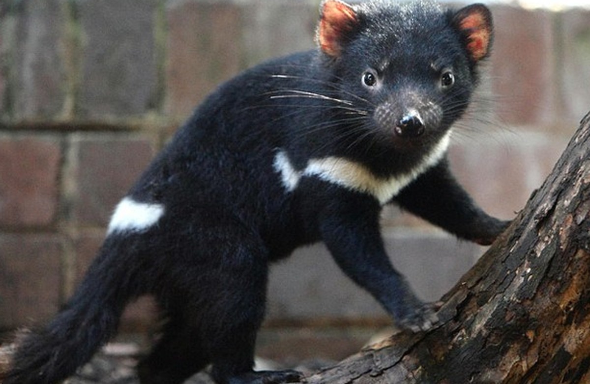 Tasmanischer Teufel.
Cute News
http://imgur.com/gallery/yISrErC