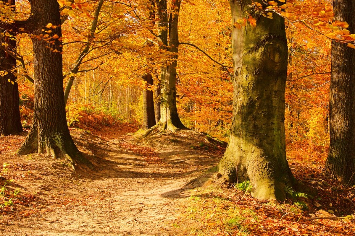Herbst in der Schweiz Blattverfärbung Bäume Buche Birke Ahorn Lärche