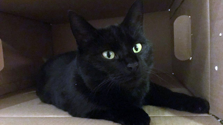 Lustigste Bilder Aus Dem Alltag Von Schwarzen Katzen Watson