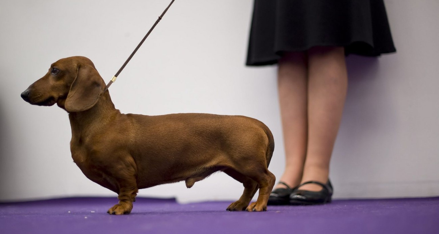 Der Dachshund oder Dackel ist mit 5190 Tieren vertreten. 