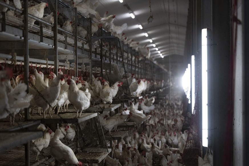 Freilandhuehner im Stall der Huehnerfarm Agasul, fotografiert am Dienstag, 6. September 2022 in Agasul, Kanton Zuerich. Auf dem Hof werden 18&#039;000 Freilandhuehner gehalten. Gemaess Hoechstbestande ...