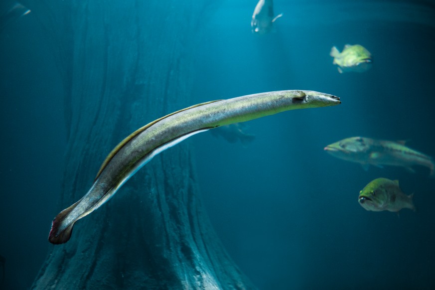 Einige Fischarten wie der Aal sind bereits vom Aussterben bedroht.