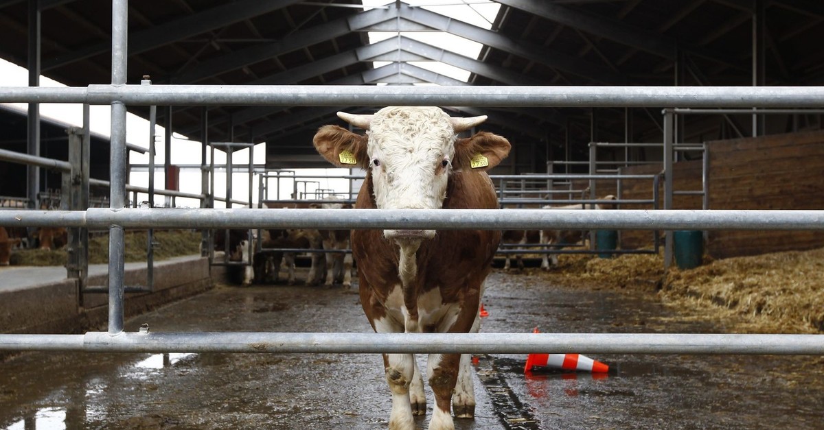 Drama im Stall: Stier sollte Kühe besamen – und trampelt einen Mann zu Tode
