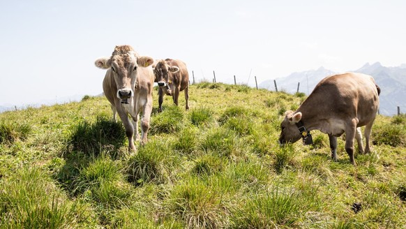 Diesen Sommer dürften sie keinen Durst leiden: Kühe auf einer Alp in Niederbauen NW.