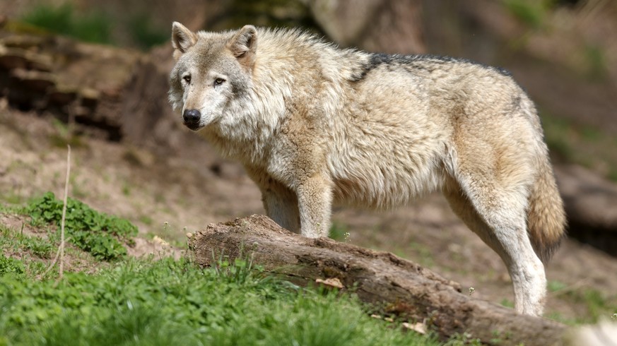 epa06673132 A European Wolf (canis lupus) in his corral at the Wildpark Tripsdrill in Cleebronn near Heilbronn, Germany, 16 April 2018. The Environment Committee of the German Bundestag will meet on 1 ...