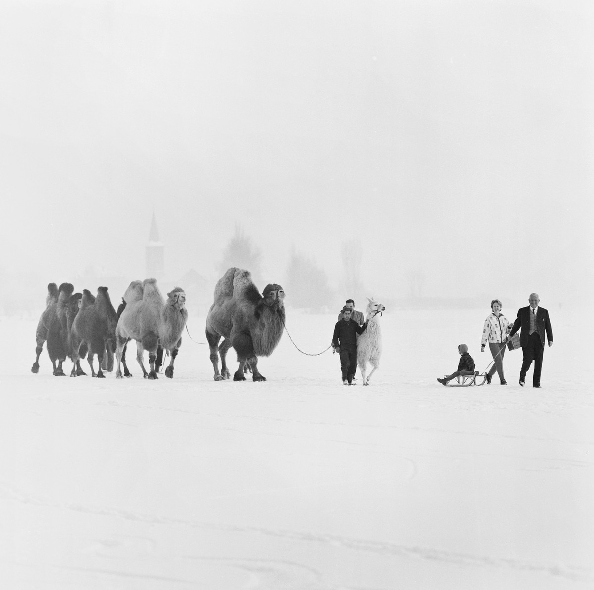 Camels and a llama of Circus Knie are taken across the frozen Lake Zurich on January 29, 1963 near Rapperswil, Switzerland. (KEYSTONE/PHOTOPRESS-ARCHIV/Str)

Kamele und ein Lama des Zirkus Knie werden ...