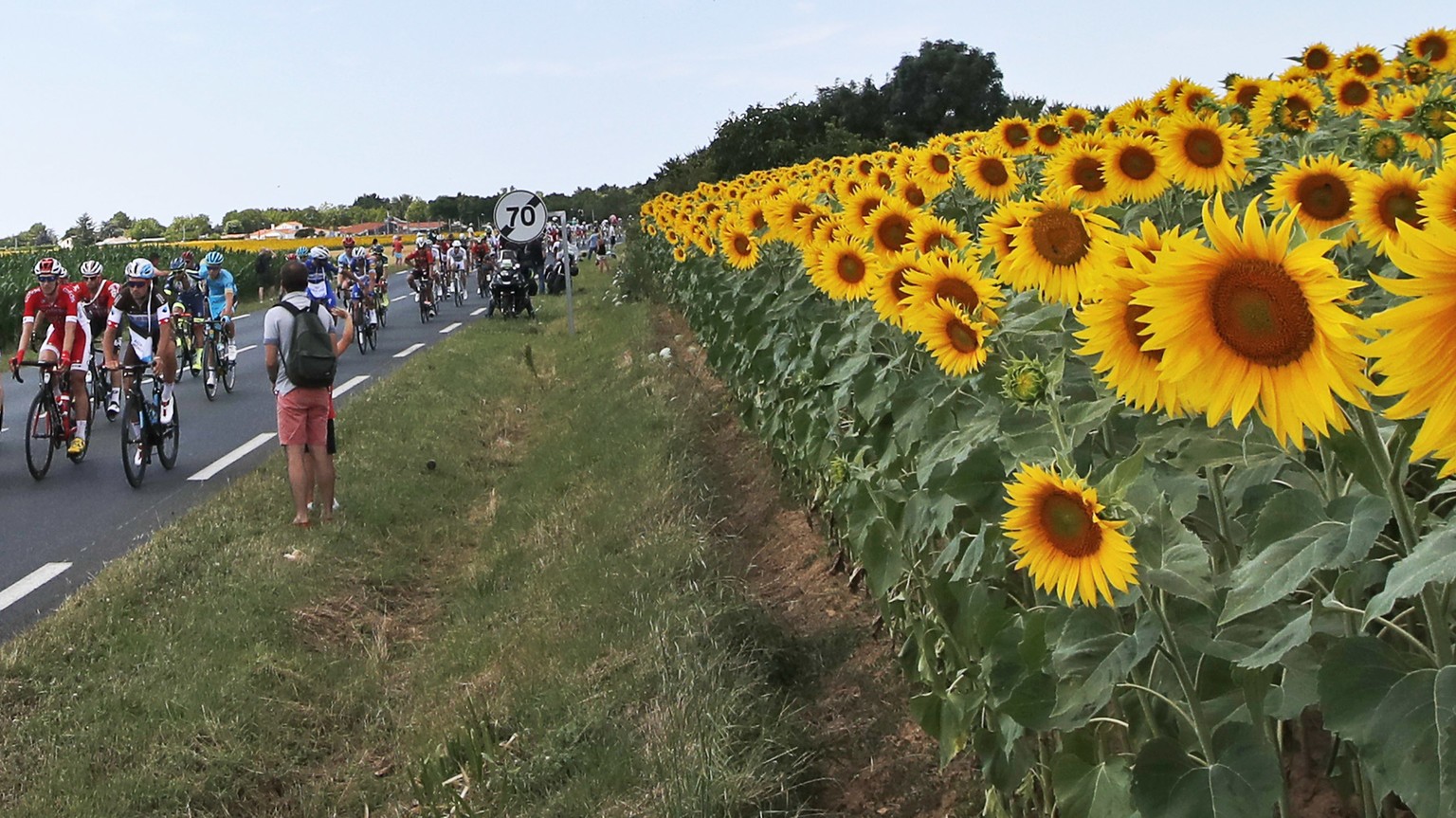 The pack passes a field with sunflowers during the first stage of the Tour de France cycling race over 201 kilometers (124.9 miles) with start in Noirmoutier-en-L'Ile and finish in Fontenay Le-Comte,  ...