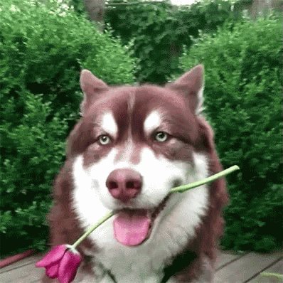 25 herzige Tiere, die dir das Weekend versüssen
Pascal, willst du diese Rose annehmen und uns dafür versprechen dass die Cute News nächste Woche wieder etwas länger sind ?

P.S. und ja, die Geschich ...