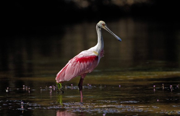 Rosa Loeffler,Ajaia ajaja, Pantanal, Brasilien mcpins *** Rosa Loeffler,Ajaia ajaja, Pantanal, Brazil mcpins mcpins