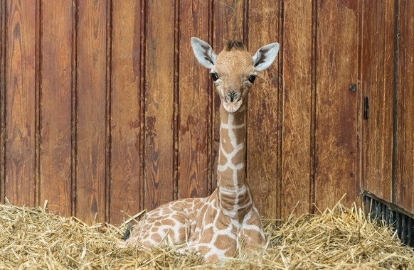 Giraffe Zoo Basel