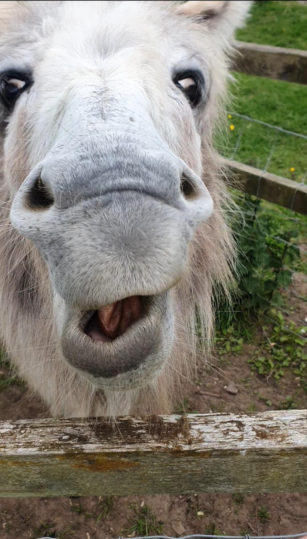 cute news tier esel pferd

https://www.reddit.com/r/AnimalsBeingDerps/comments/13k7hat/millie_acting_the_fool/