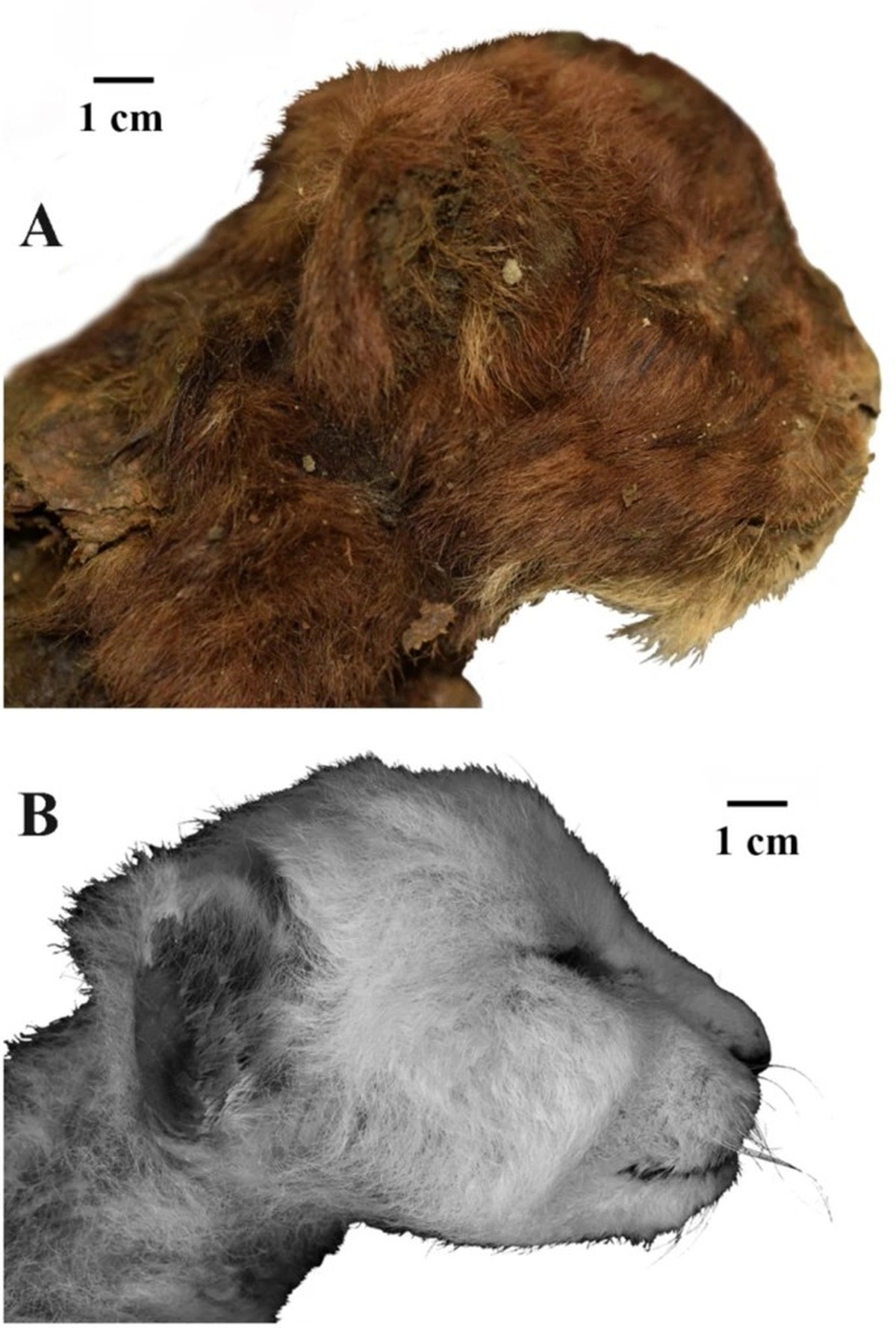 Äußeres Erscheinungsbild der drei Wochen alten Köpfe von Großkatzenjungen, rechte Seitenansicht: (A) Homotherium latidens (Owen, 1846), Exemplar DMF AS RS, Nr. Met-20-1, gefrorene Mumie, Russland, Rep ...