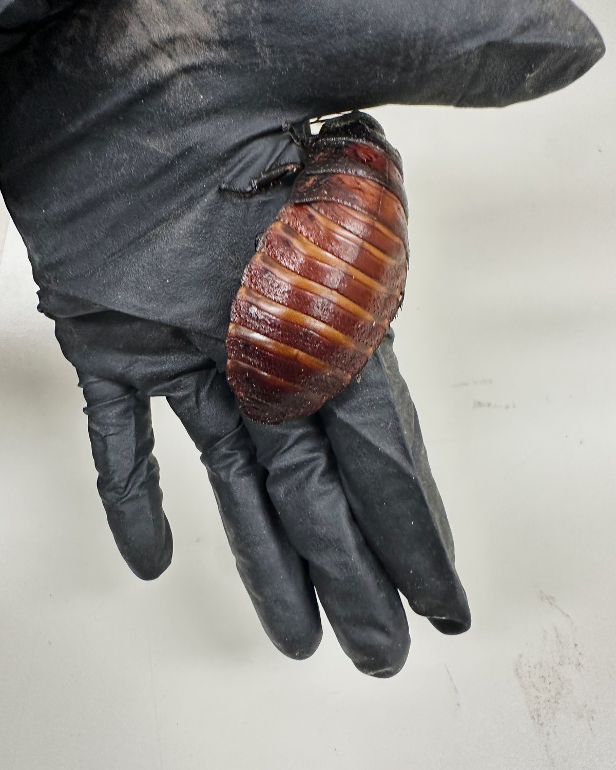 This image supplied by Australia's Department of Climate Change, Energy, the Environment and Water shows, a staff member holding a Madagascar hissing cockroach seized from a commercial breeder at ...