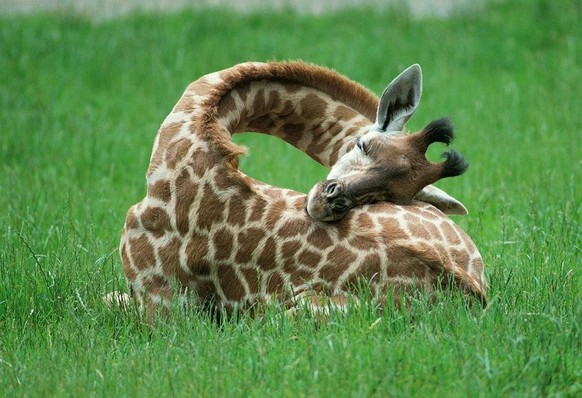 Schlafende Giraffe.
https://www.reddit.com/r/aww/comments/1tby24/this_is_how_a_baby_giraffe_sleeps/