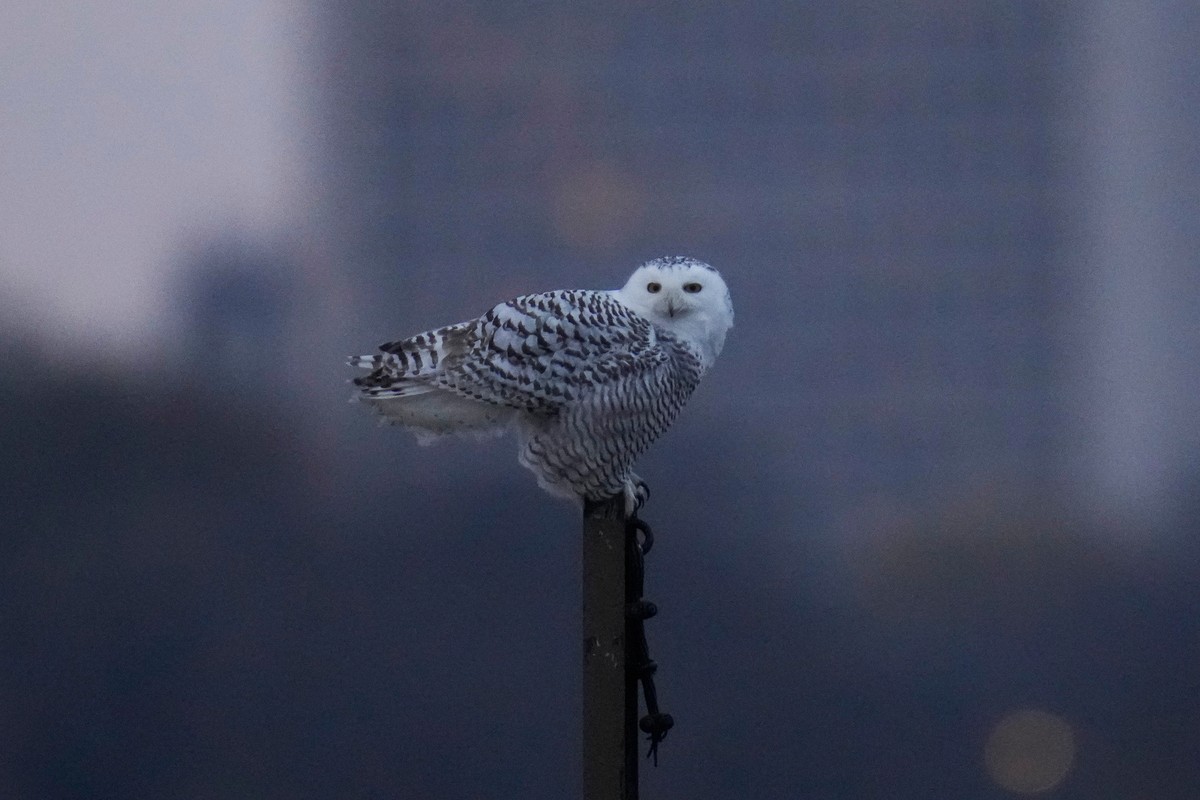 A snowy owl rests on a pier near Montrose Point Bird Sanctuary, Friday, Nov. 21, 2025, in Chicago. (AP Photo/Erin Hooley)
Chicago Daily Life