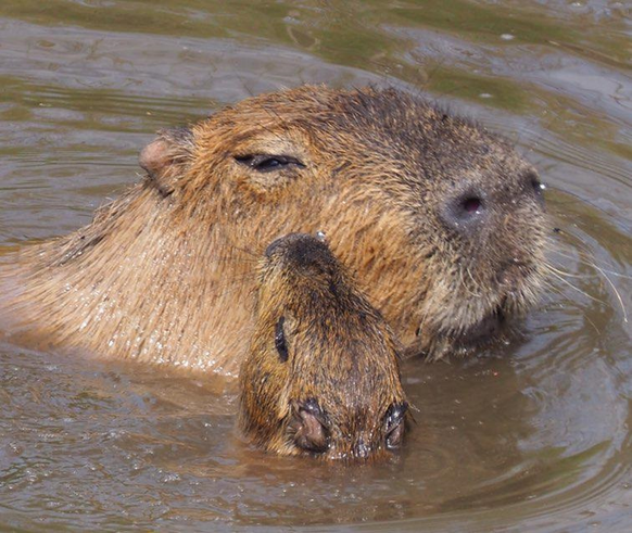 cute news animal tier capybara

https://www.reddit.com/r/capybara/comments/ucmuf1/some_photos_from_todays_visit/