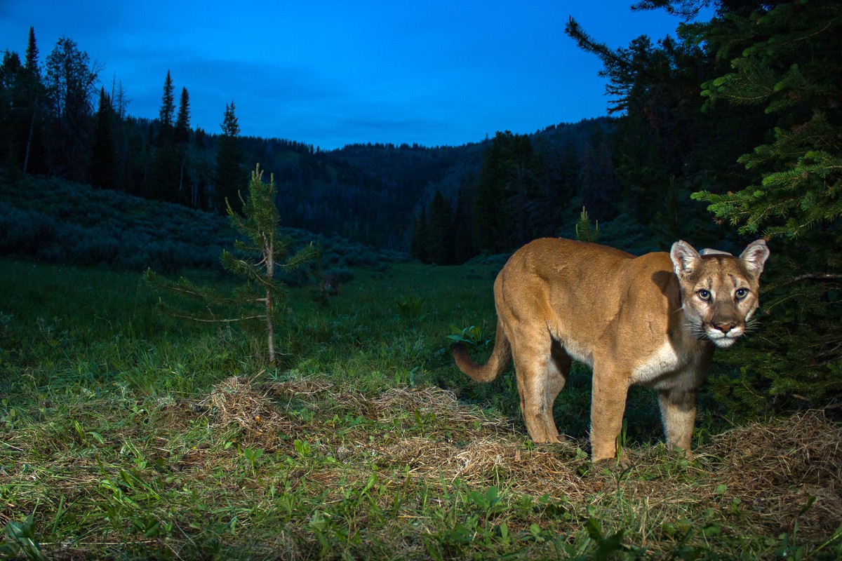 This undated photo provided by the Teton Cougar Project-Panthera shows a wildlife camera capturing an image of a cougar in northwest Wyoming as part of the Teton Cougar Project research effort. The re ...