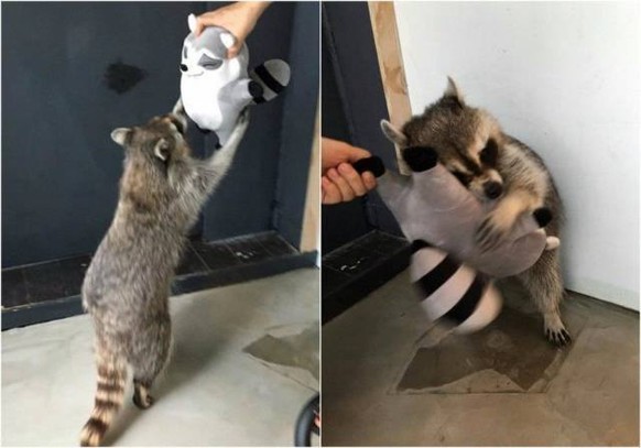 Waschbär.
Cute News
https://imgur.com/t/aww/wBR50