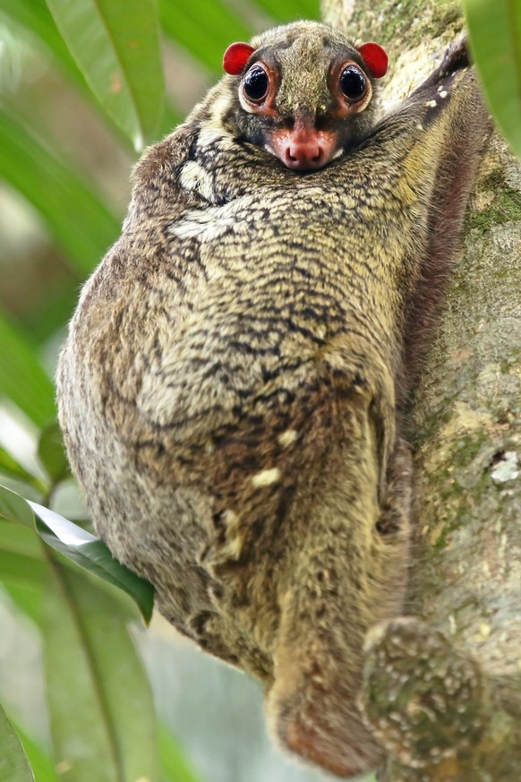 Flying Lemur, Philipinen-Gleitflieger