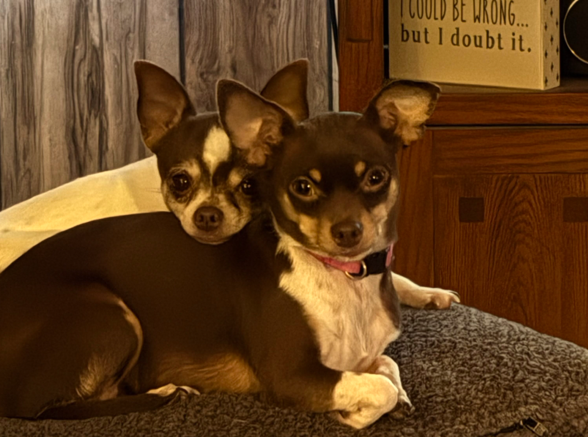 Hunde beste Freunde

https://www.threads.com/share/BBOBuVtlCN/