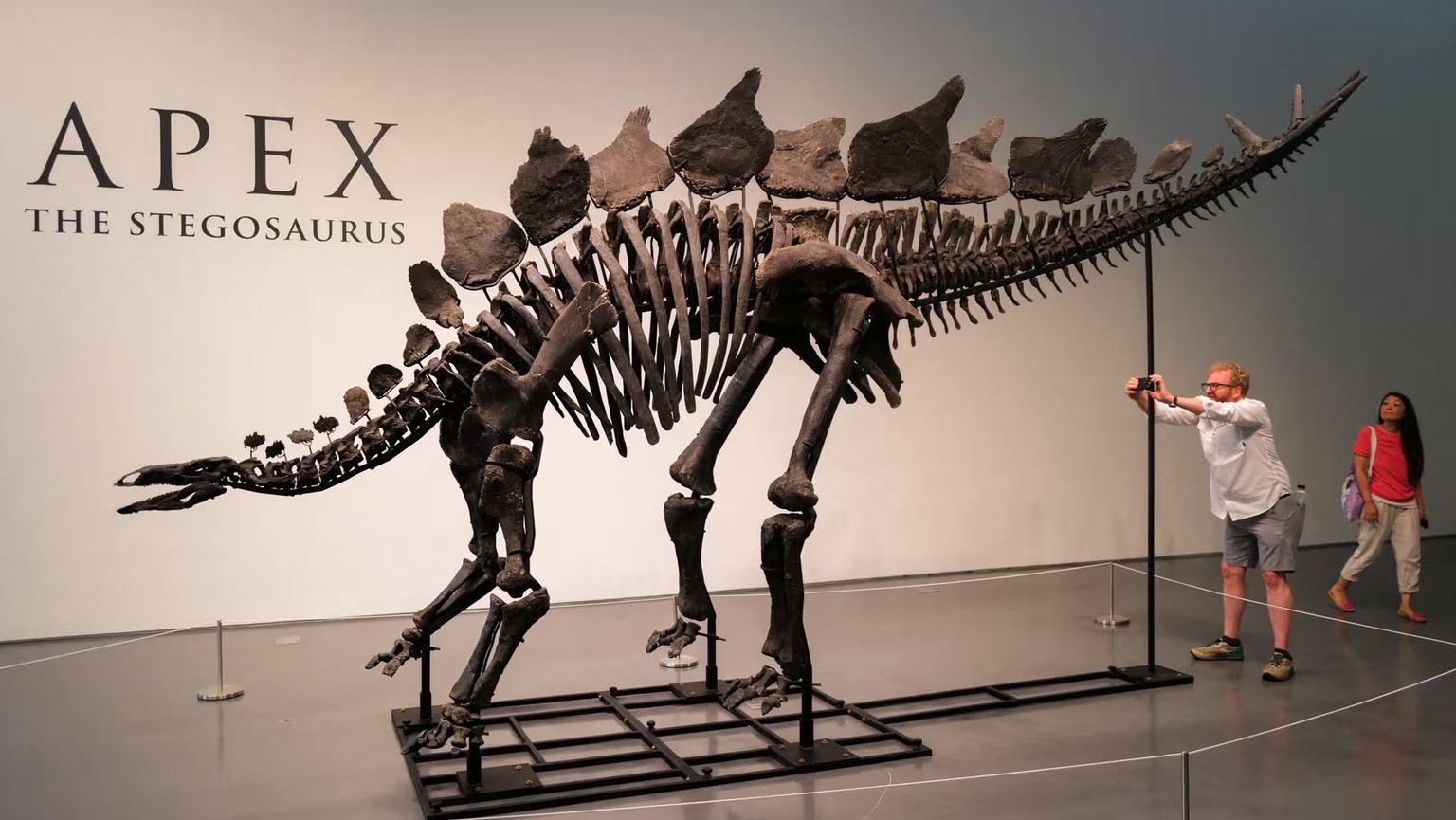 Stegosaurus-Skelett «Apex», ca. 150 Millionen Jahre alt. 3,4 Meter hoch, 8,2 Meter lang. 2022 bei Dinosaur im US-Bundesstaat Colorado von Jason Cooper entdeckt, bei Sotheby's am 17. Juli 2024 für ...