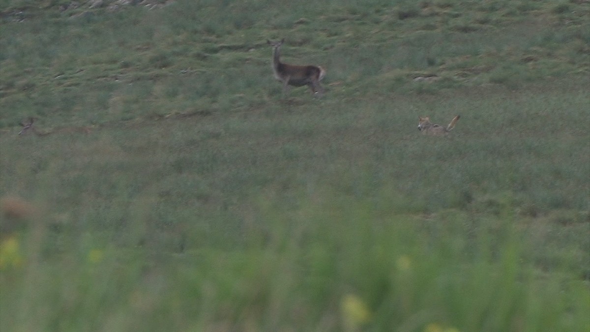 Jagdversuch: Ein grosses Wolfsmännchen startet einen Angriff auf eine Hirschgruppe. Die Hirschkuh (Kopf ganz links am Bildrand) lockt den Wolf durch zögerliche Flucht von ihrem Kalb weg.